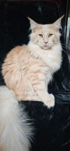 Пломбир мальчик мейн кун