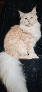 Пломбир мальчик мейн кун