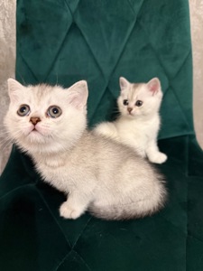 Кошенята скотіш страйт шиншила