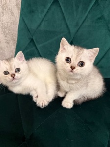 Кошенята скотіш страйт шиншила