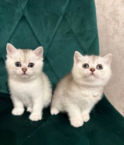 Кошенята скотіш страйт шиншила