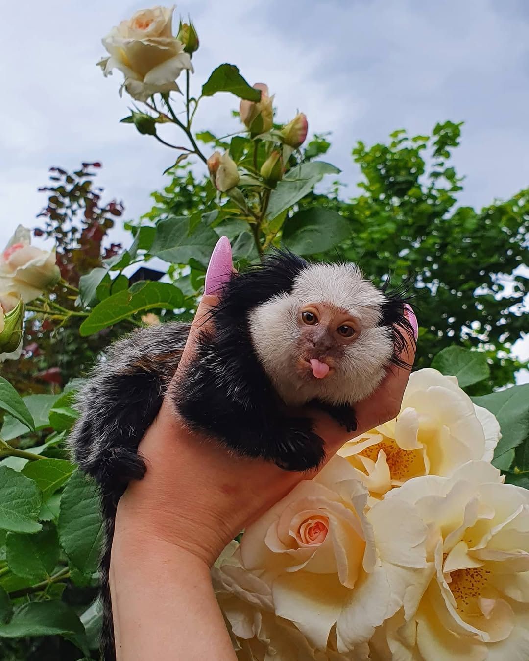 Мини обезьяны игрунки и другие породы