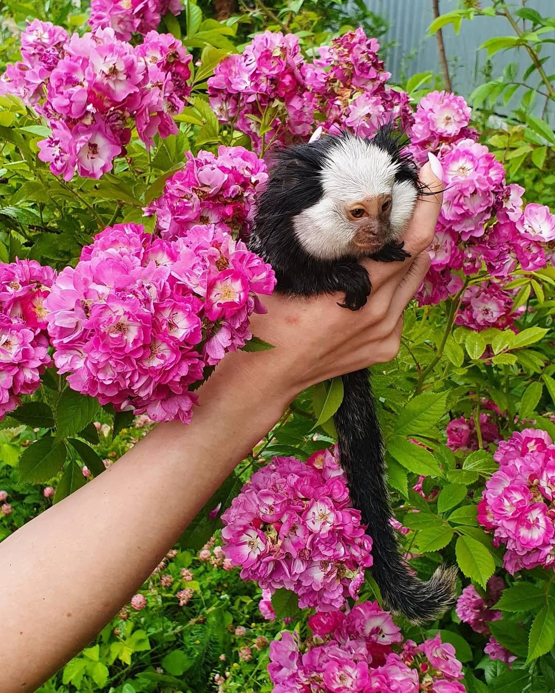 Мини обезьяны игрунки и другие породы