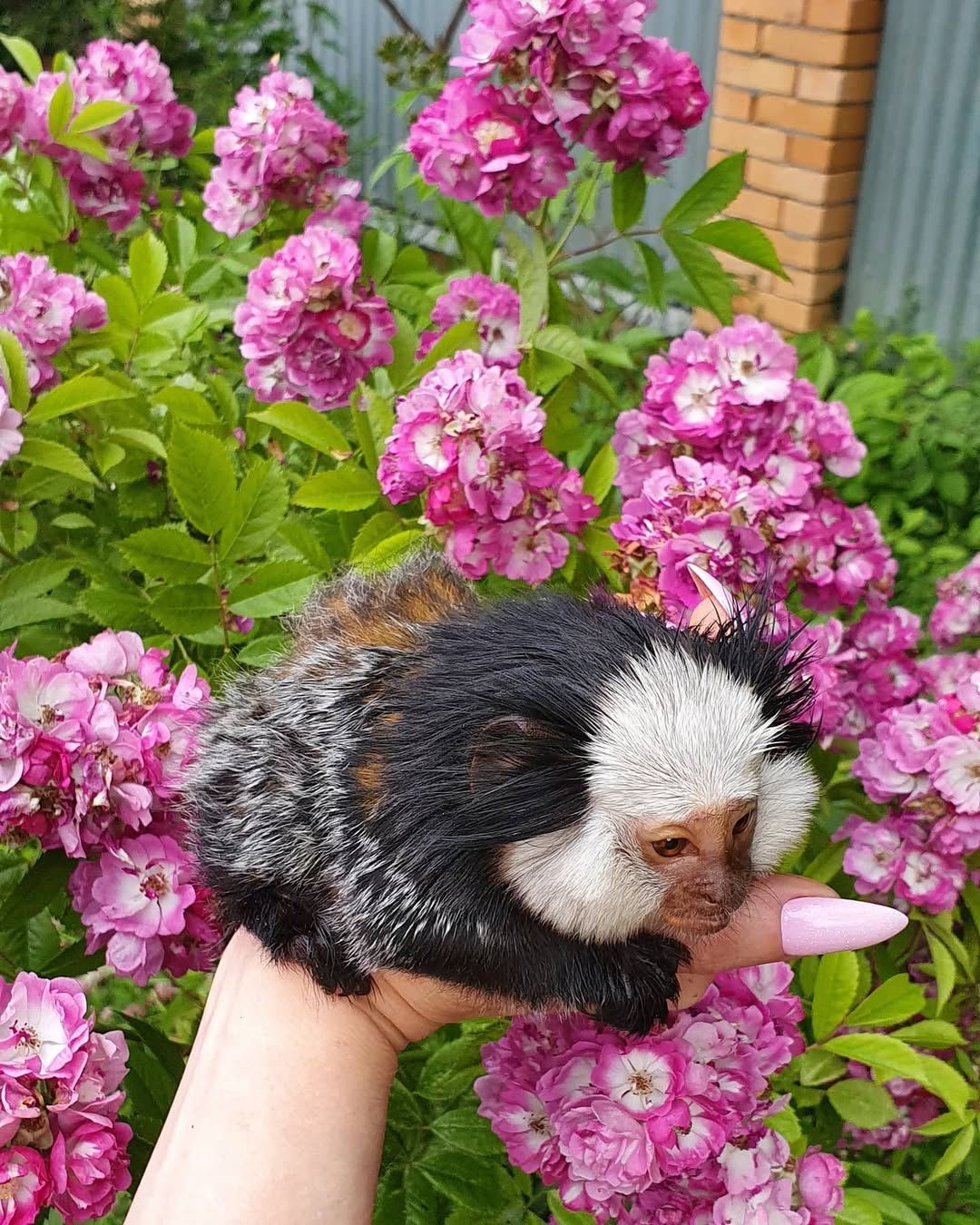 Мини обезьяны игрунки и другие породы