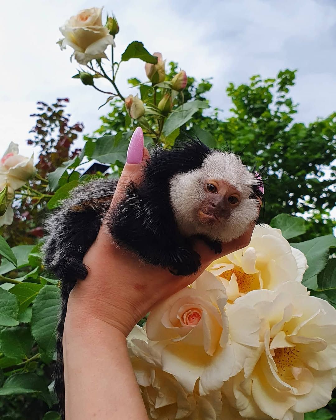 Мини обезьяны игрунки и другие породы