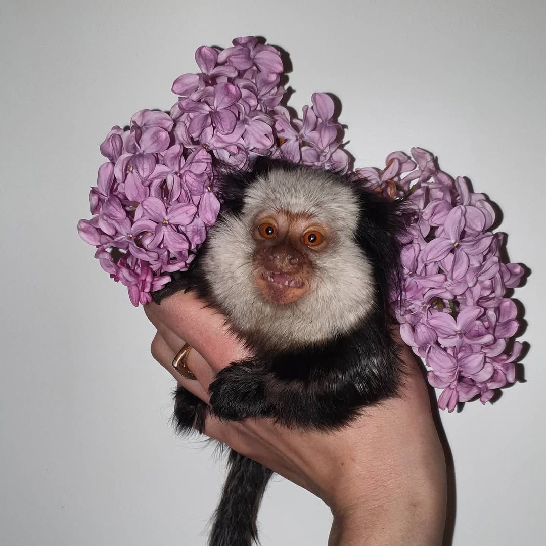 Мини обезьяны игрунки и другие породы