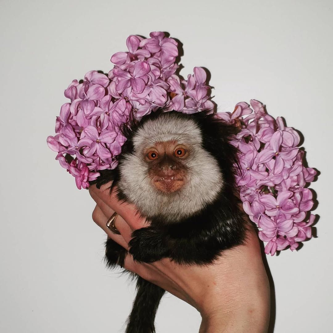 Мини обезьяны игрунки и другие породы