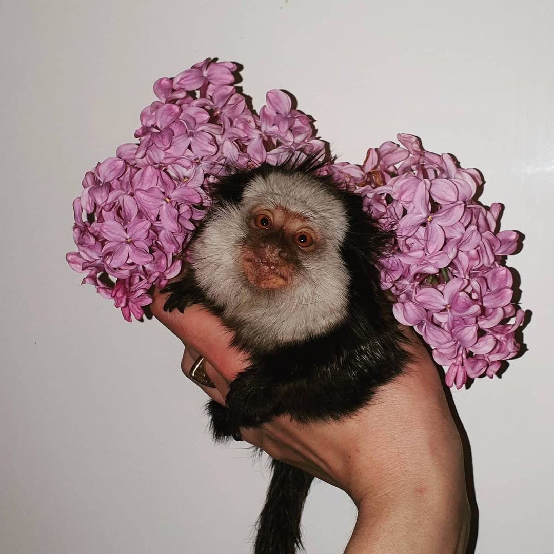 Мини обезьяны игрунки и другие породы