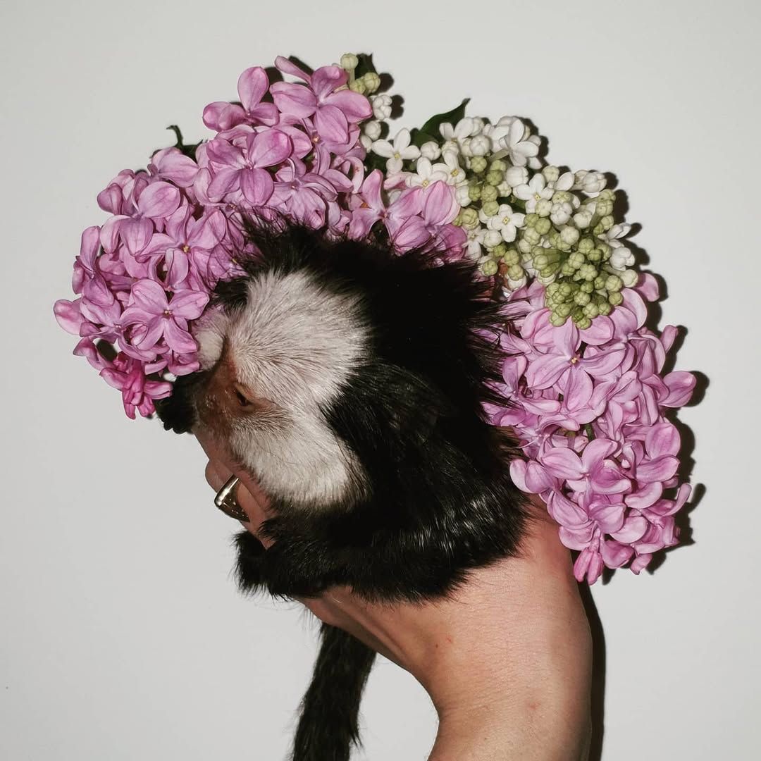 Мини обезьяны игрунки и другие породы