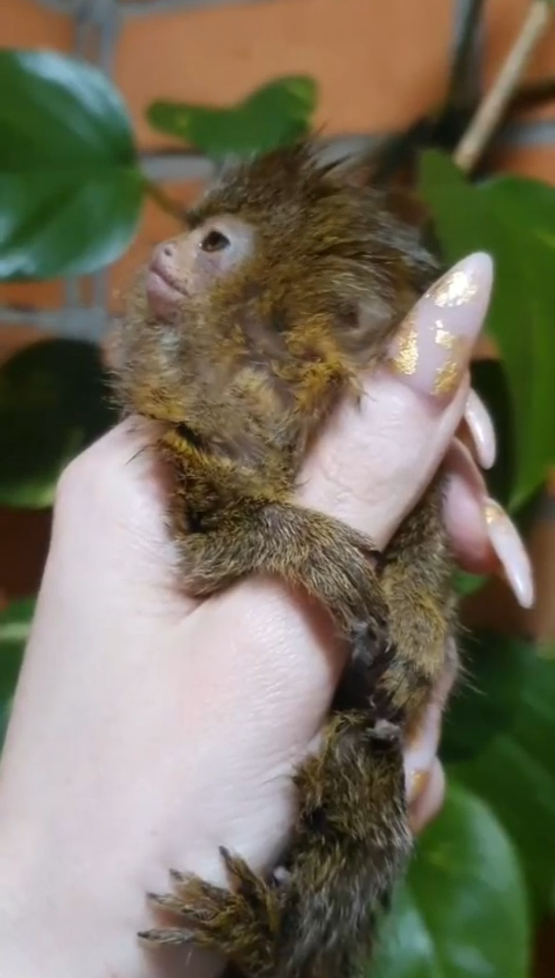 Мини обезьяны игрунки и другие породы