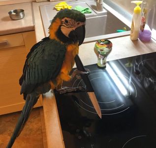 Ара говорящие