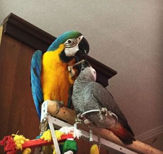 Ара говорящие