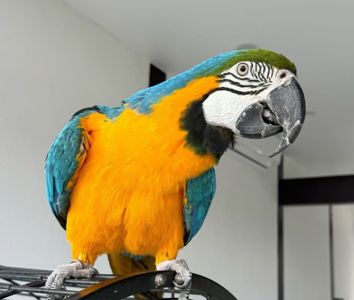 Ара говорящие