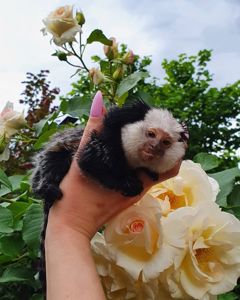 Мини обезьяны игрунки и другие породы