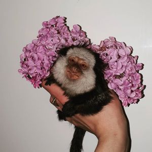 Мини обезьяны игрунки и другие породы