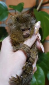 Мини обезьяны игрунки и другие породы