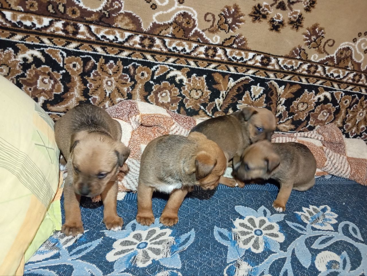 Щенки мощной породи питвейлер