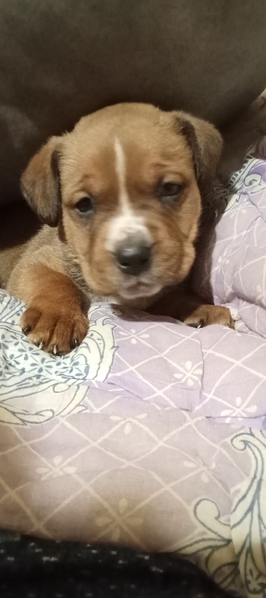 Щенки мощной породи питвейлер