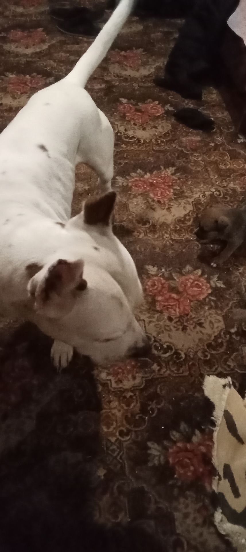 Щенки мощной породи питвейлер