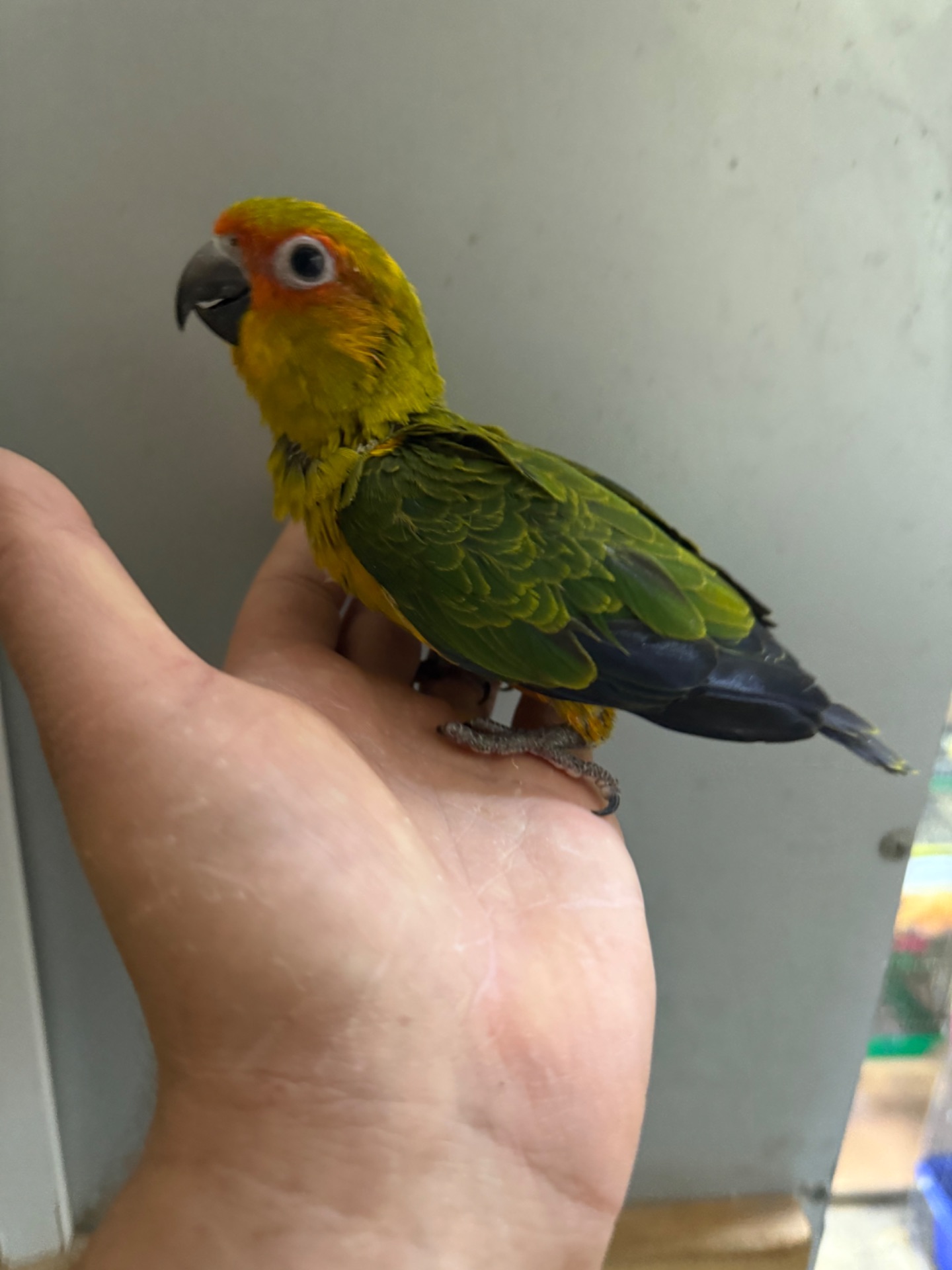 Аратинга сонячний малюк ручні папуги