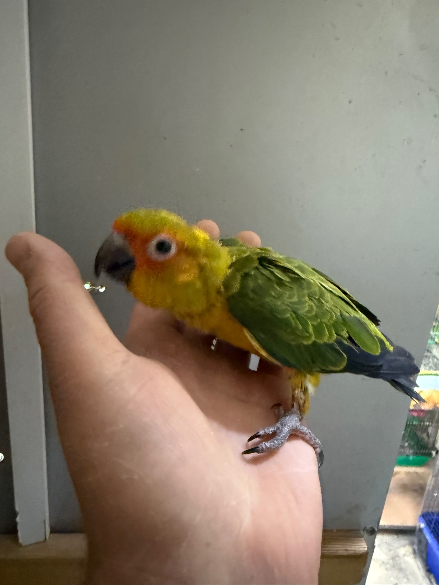 Аратинга сонячний малюк ручні папуги