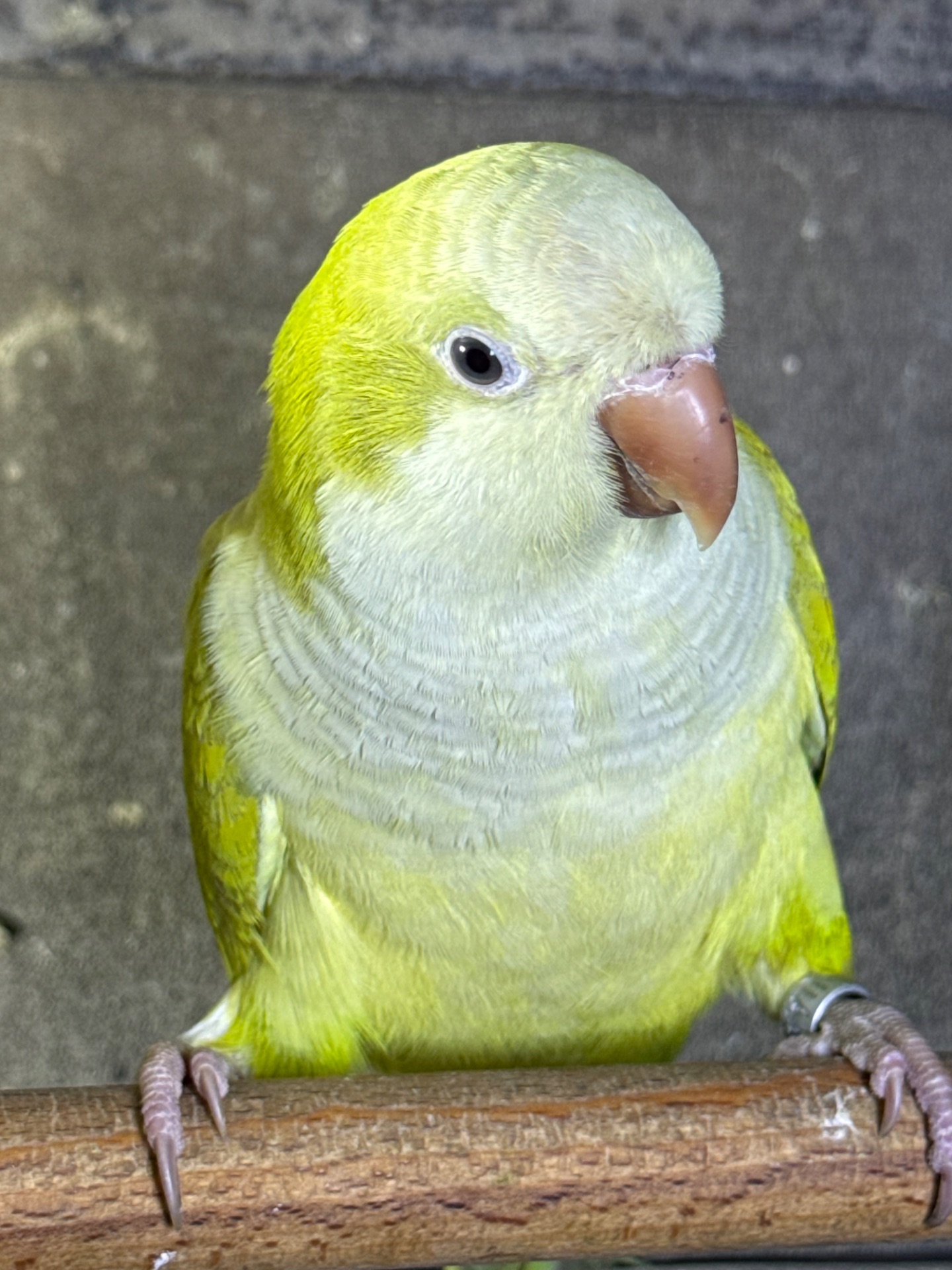 Папуга монах квакер каліта викормиші