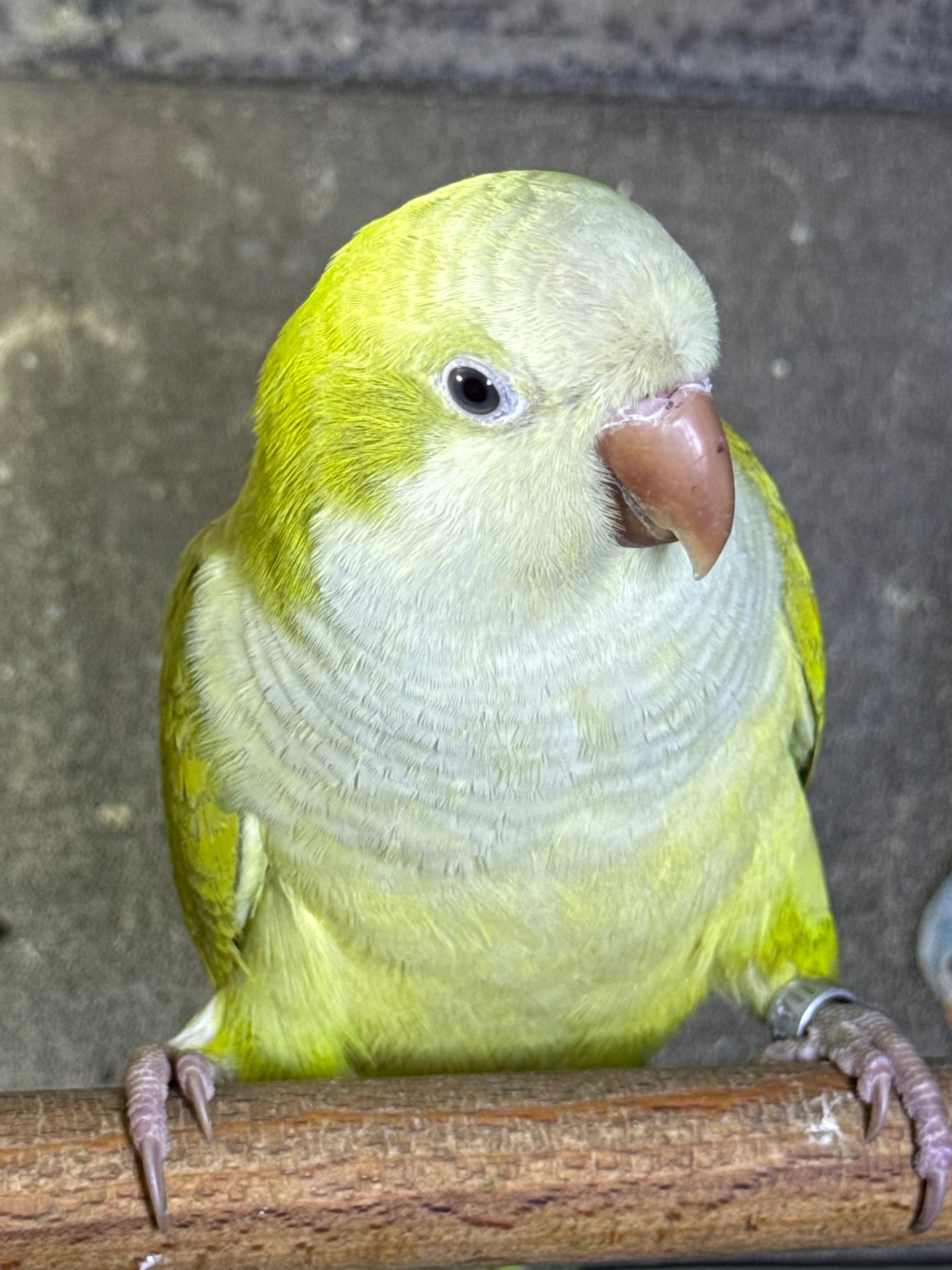 Папуга монах квакер каліта викормиші