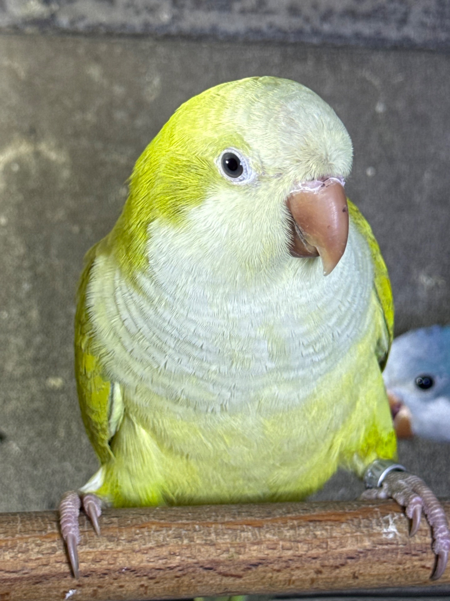 Папуга монах квакер каліта викормиші