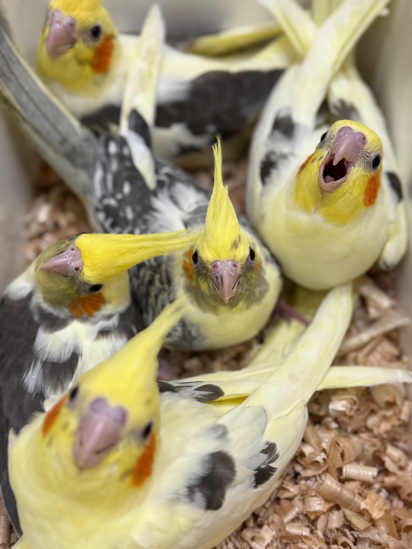 Дуже ручні папужки Корелла, контактні викормиші