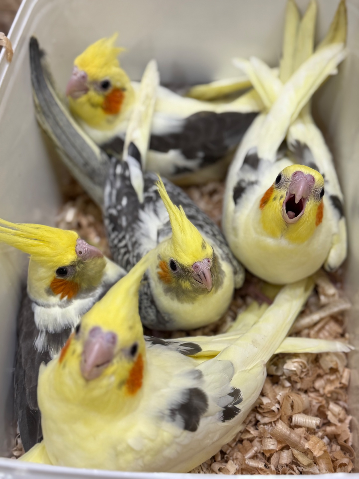 Дуже ручні папужки Корелла, контактні викормиші