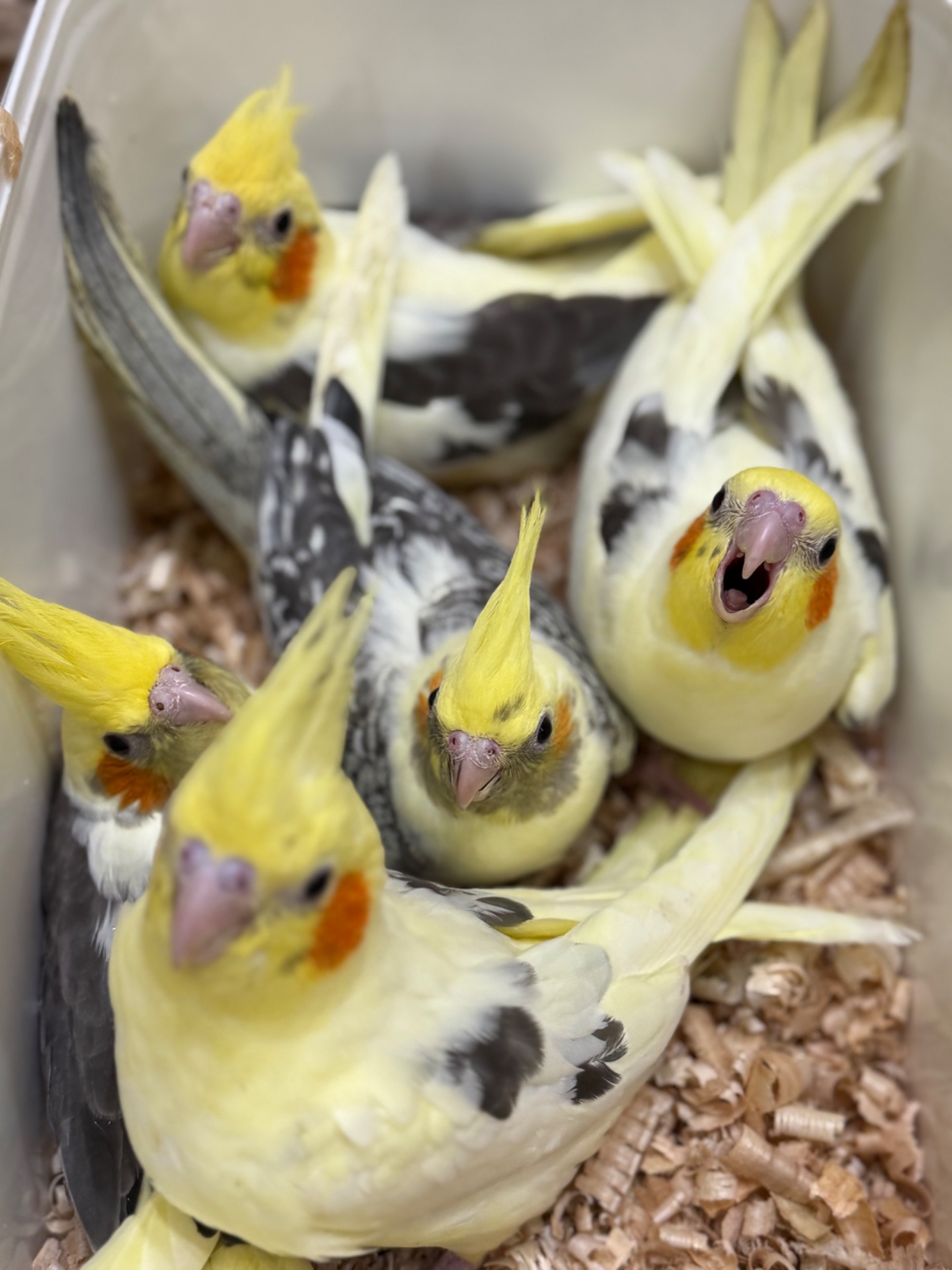 Дуже ручні папужки Корелла, контактні викормиші