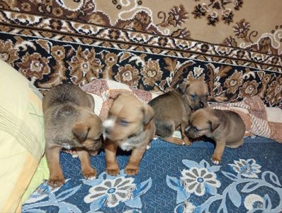 Щенки мощной породи питвейлер