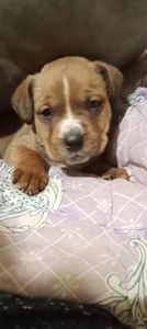 Щенки мощной породи питвейлер