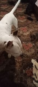 Щенки мощной породи питвейлер