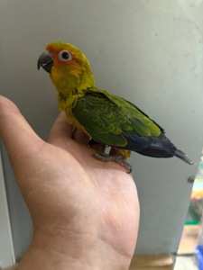 Аратинга сонячний малюк ручні папуги