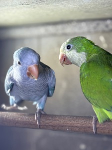 Каліта-Монах-Квакер пташенята молоді, говорят