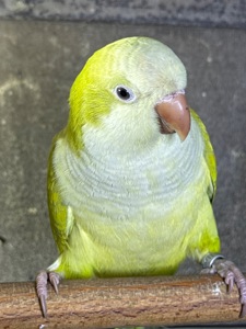 Папуга монах квакер каліта викормиші