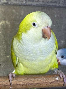 Папуга монах квакер каліта викормиші