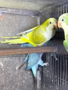 Каліта-Монах-Квакер пташенята молоді, говорят