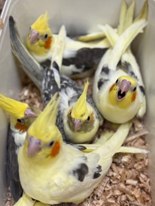 Дуже ручні папужки Корелла, контактні викормиші