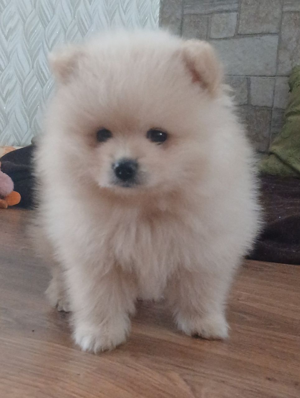 Померанський шпіц, чарівні хлопчики і дівчатка