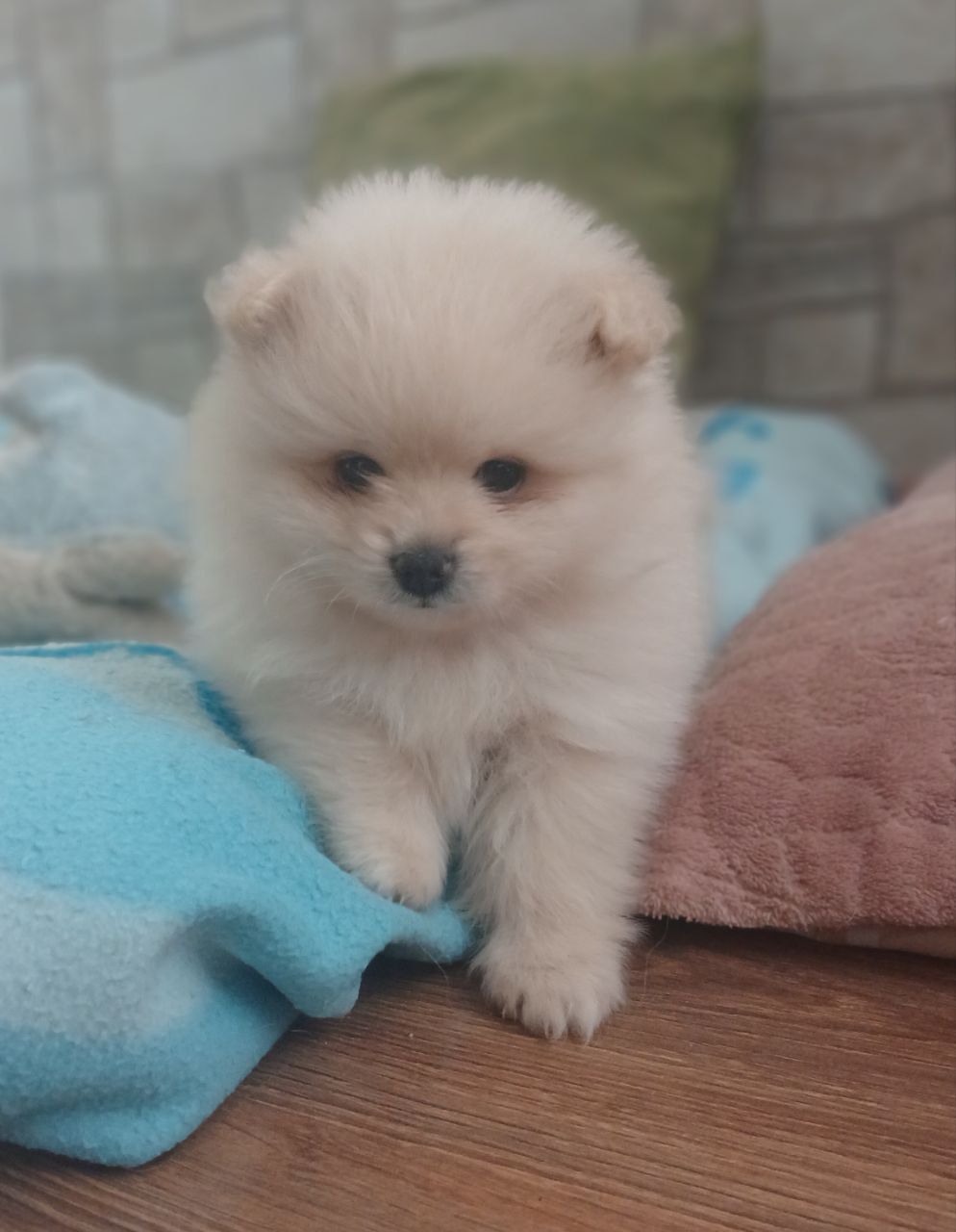 Померанський шпіц, чарівні хлопчики і дівчатка