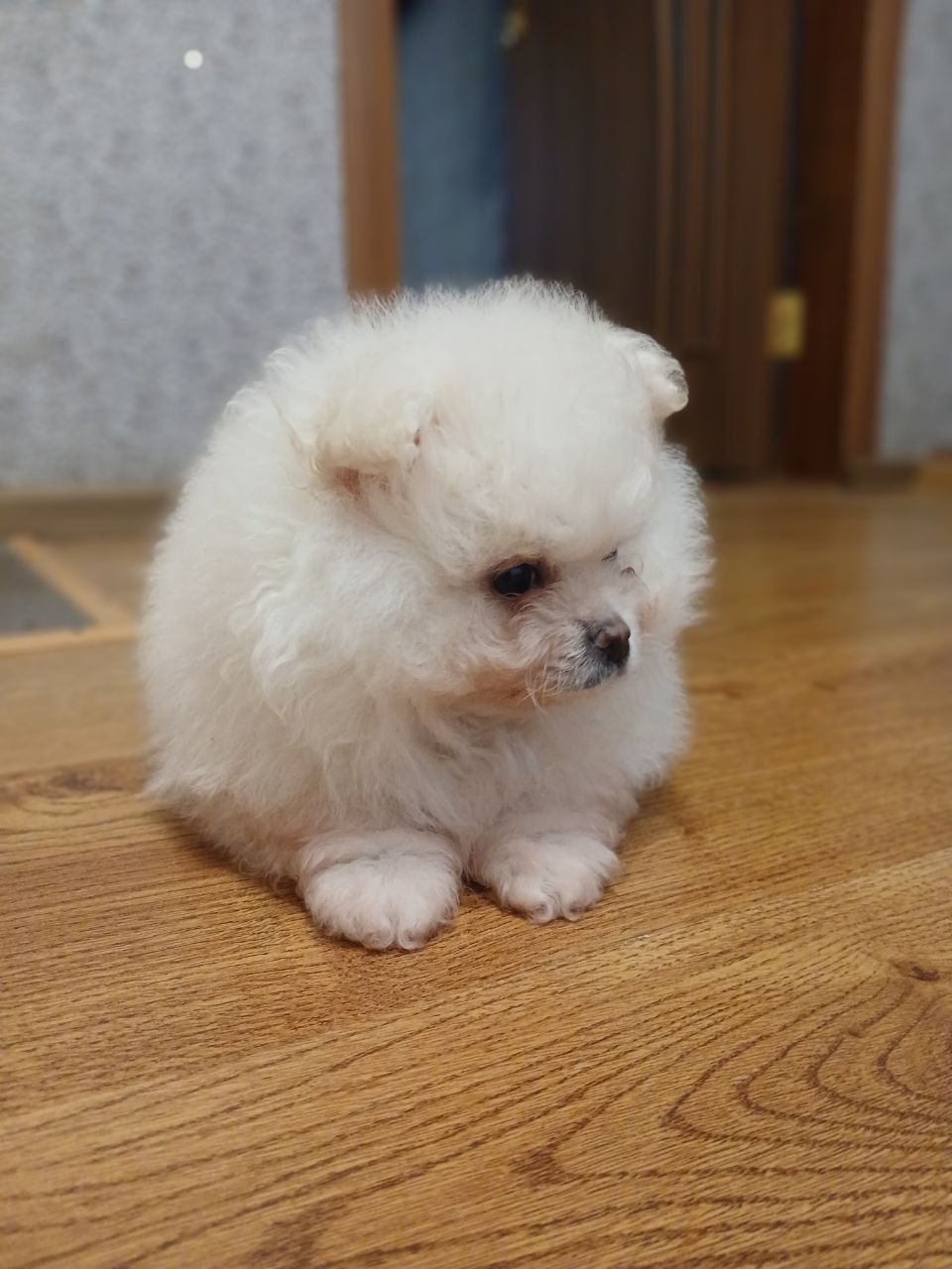 Померанський шпіц, чарівні хлопчики і дівчатка