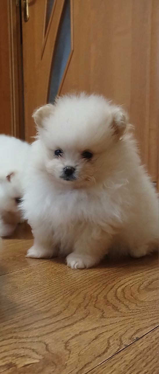 Померанський шпіц, чарівні хлопчики і дівчатка