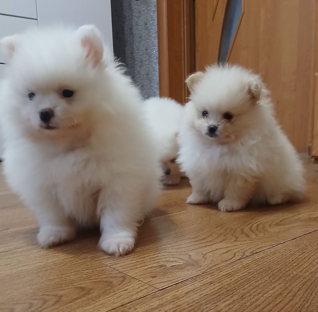 Померанський шпіц, чарівні хлопчики і дівчатка