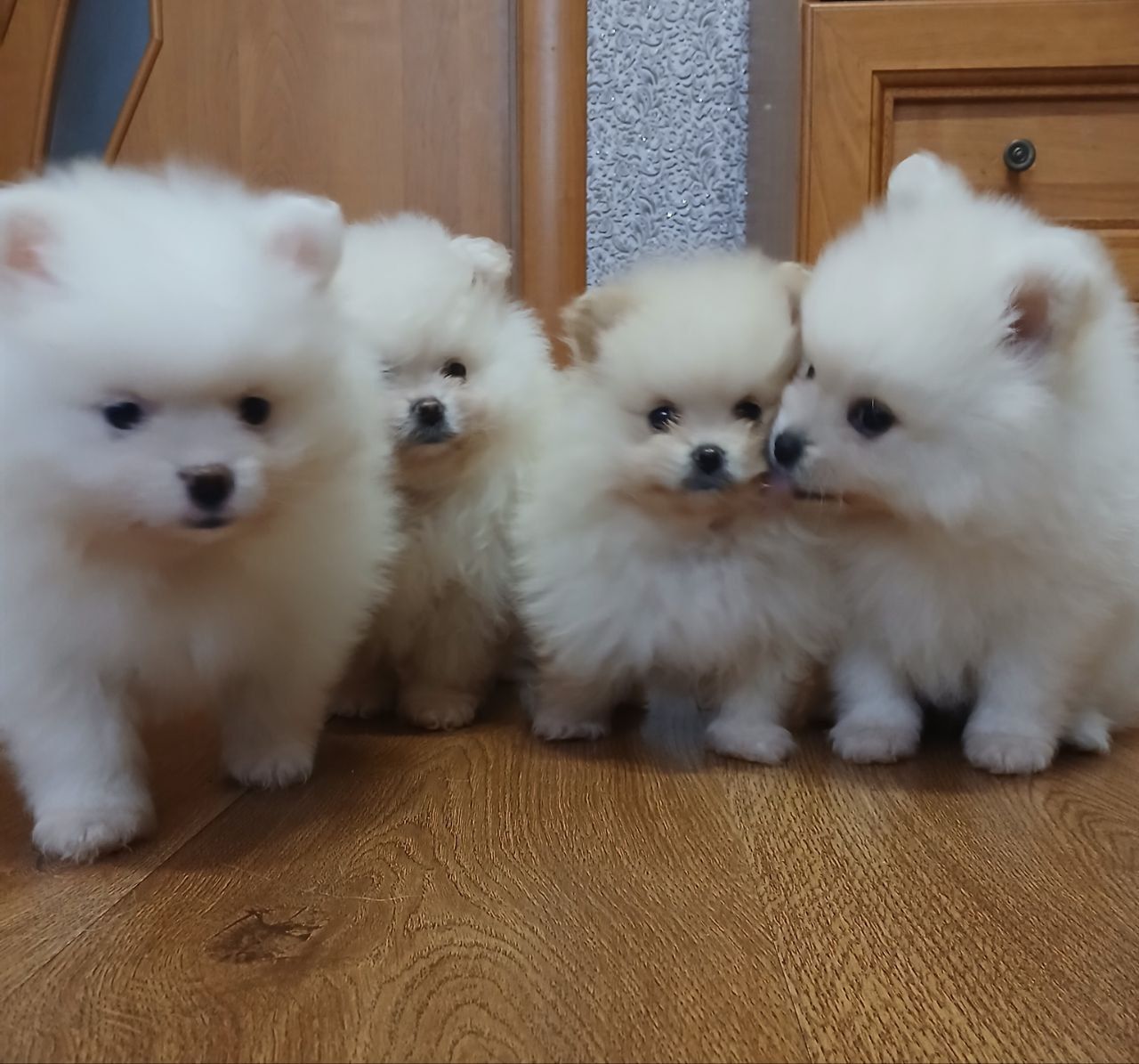 Померанський шпіц, чарівні хлопчики і дівчатка