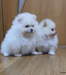 Померанський шпіц, чарівні хлопчики і дівчатка