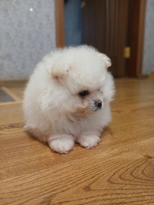 Померанський шпіц, чарівні хлопчики і дівчатка