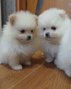 Померанський шпіц, чарівні хлопчики і дівчатка