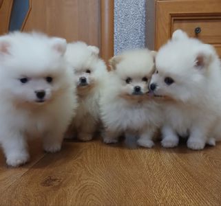 Померанський шпіц, чарівні хлопчики і дівчатка